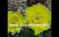 Opuntia polyacantha f. inermis Richter (dw)