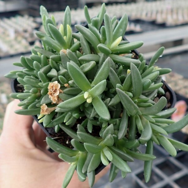 Delosperma cv. Nico (dw)