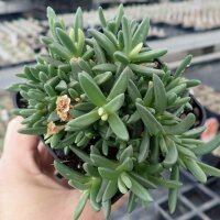Delosperma cv. Nico (dw)