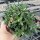 Delosperma cv. Nico (dw)