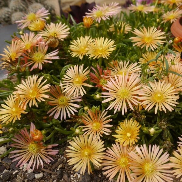 Delosperma cv. Apricot Big Flower (dw)