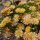 Delosperma cv. Apricot Big Flower (dw)