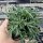 Delosperma cv. Apricot Big Flower (dw)