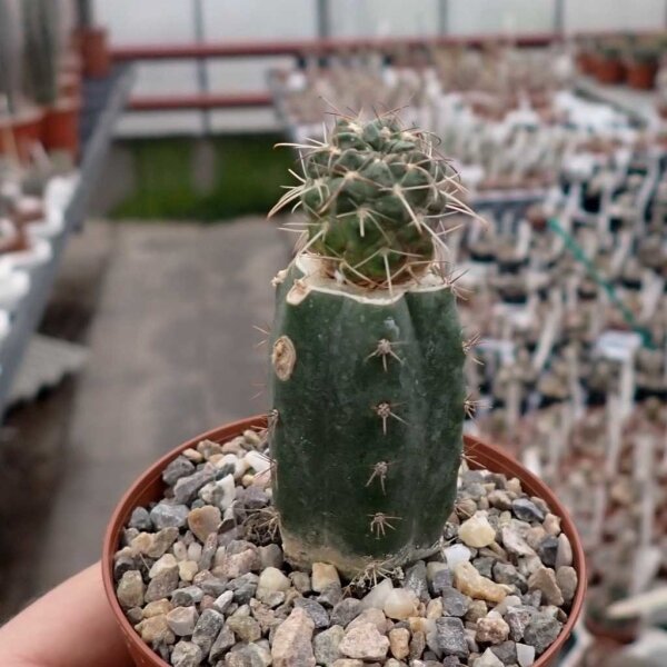 Neowerdermannia vorwerkii EH 11025 gepfr.