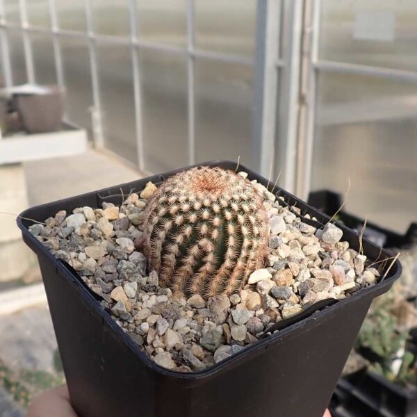 Echinocereus reichenbachii cv. Dwarf (dw)
