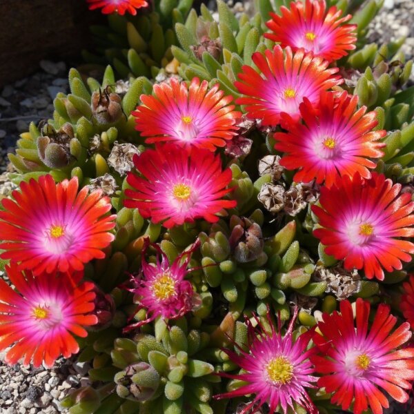 Delosperma cv. Garnet Jewel of Desert (dw)