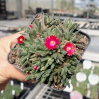 Delosperma cv. Garnet Jewel of Desert (dw)