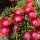 Delosperma cv. Garnet Jewel of Desert (dw)