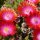 Delosperma cv. Garnet Jewel of Desert (dw)