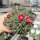 Delosperma cv. Garnet Jewel of Desert (dw)
