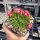 Delosperma cv. Garnet Jewel of Desert (dw)