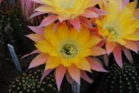 Echinopsis-Hybr., Embraceable you