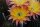 Echinopsis-Hybr., Embraceable you