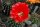 Echinopsis-Hybr., Hot Lips