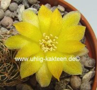 Sulcorebutia caineana cv. Rot HS 144