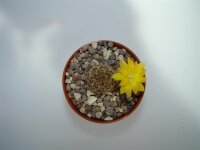 Sulcorebutia caineana cv. Rot HS 144