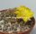 Sulcorebutia caineana cv. Rot HS 144