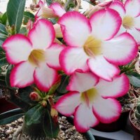 Adenium obesum Picotee - Diam. 1-2 cm - H. 3-6 cm