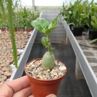 Adenium obesum Picotee - Diam. 1-2 cm - H. 3-6 cm