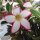 Adenium obesum Picotee - Diam. 1-2 cm - H. 3-6 cm