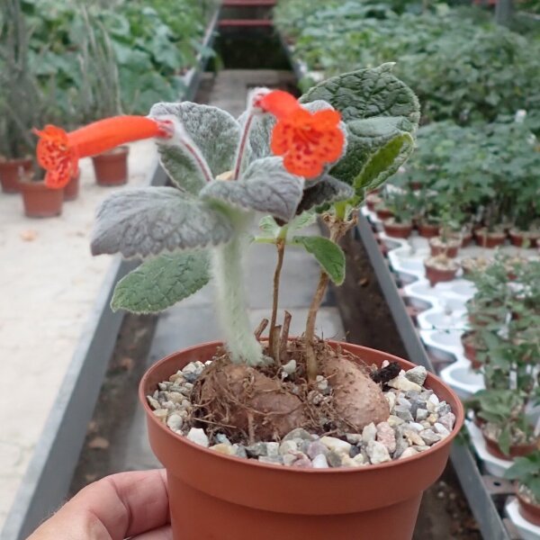 Sinningia-Hybr. Red Wonder