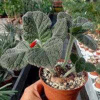 Sinningia-Hybr. Red Wonder