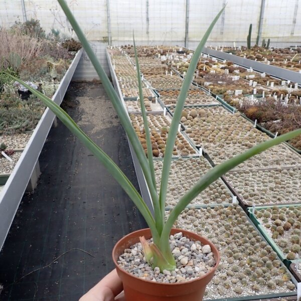 Furcraea longaeva