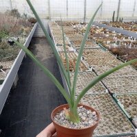 Furcraea longaeva