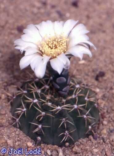 Gymnocalycium bodenbenderianum VoS 1750