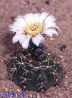 Gymnocalycium bodenbenderianum VoS 1750