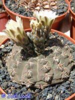 Gymnocalycium bodenbenderianum VoS 1750