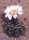 Gymnocalycium bodenbenderianum VoS 1750