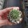 Echinopsis-Hybr. Bourne Spider