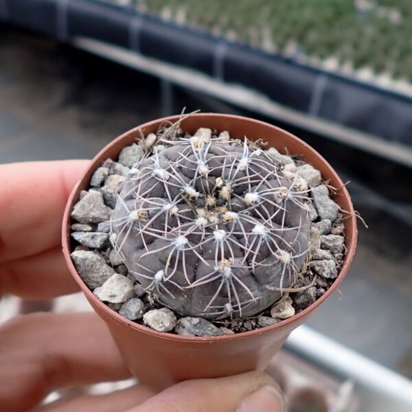 Gymnocalycium berchtii v. nataliaeSTO 868