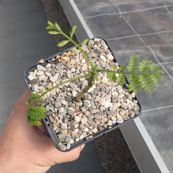 Cassia fistula