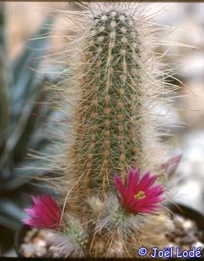 Echinocereus, aff. longisetus