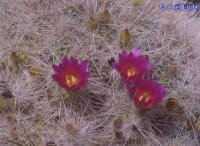 Echinocereus, aff. longisetus