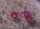 Echinocereus, aff. longisetus