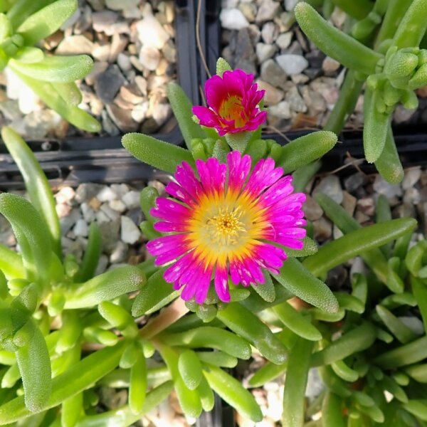 Delosperma cv. Wheels of wonder Hot Pink (dw)
