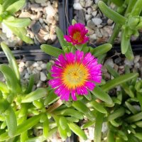 Delosperma cv. Wheels of wonder Hot Pink (dw)