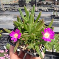 Delosperma cv. Wheels of wonder Purple (dw)
