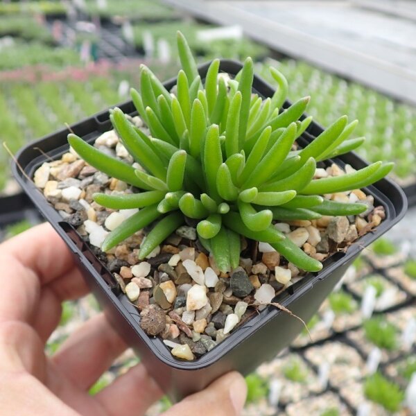 Delosperma cv. Jewel of Desert Topas (dw)