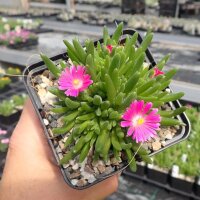 Delosperma cv. Jewel of Desert Candystone (dw)