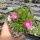Delosperma cv. Jewel of Desert Candystone (dw)