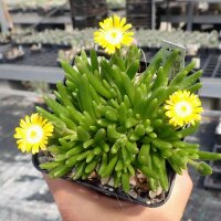 Delosperma cv. Jewel of Desert Peridot PP 23566 (dw)