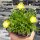 Delosperma cv. Jewel of Desert Peridot PP 23566 (dw)