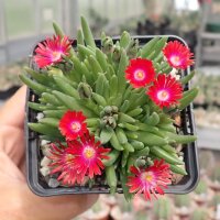 Delosperma cv. Jewel of Desert Garnet PP 23471 (dw)