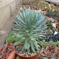 Sedeveria cv. Fanfare