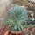 Sedeveria cv. Fanfare
