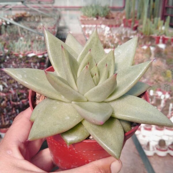 Echeveria agavoides cv. Antaris